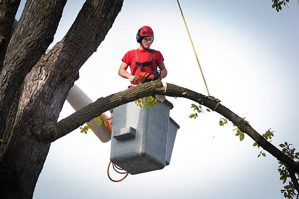 Best Commercial Tree Services  in North Alamo, TX